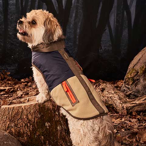 tan dog wearing a blue & brown vest